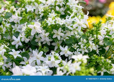 會開白色花的植物|植物課堂 